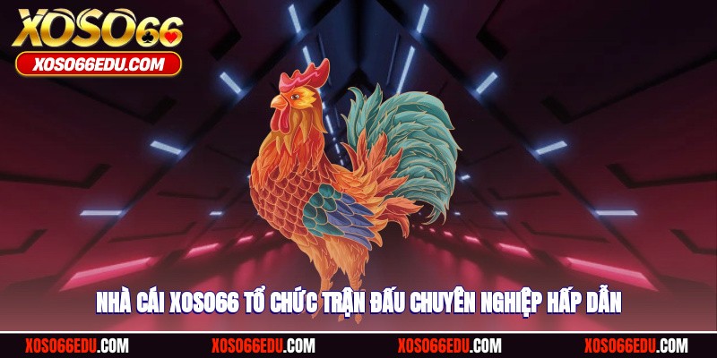 Nhà cái XOSO66 tổ chức trận đấu chuyên nghiệp hấp dẫn